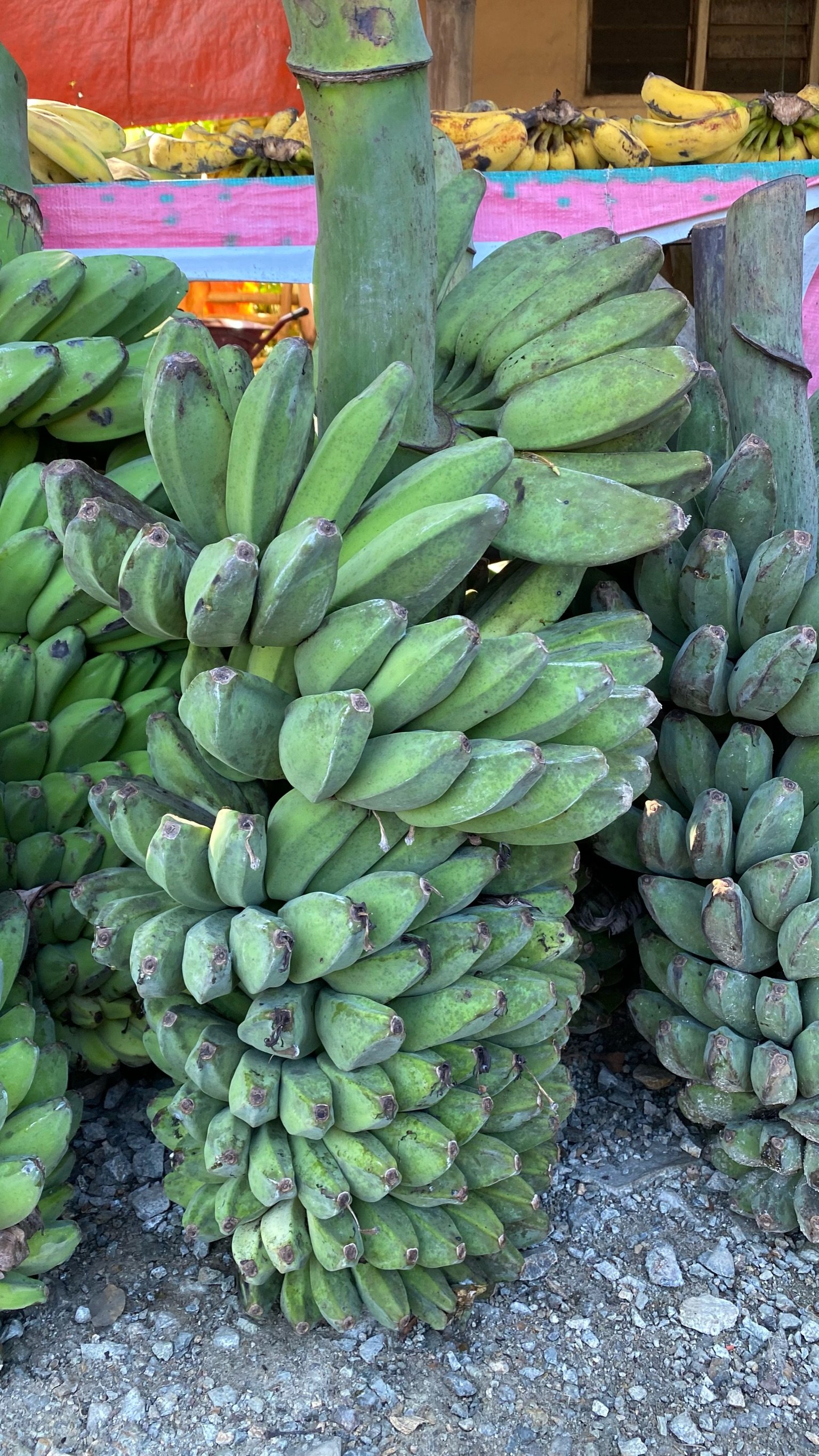 Pisang