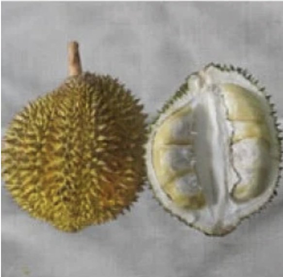 Durian Tembaga
