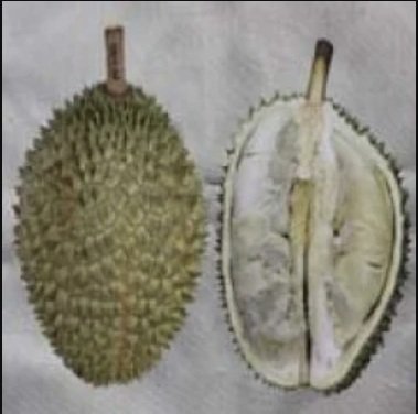 Durian Sukun